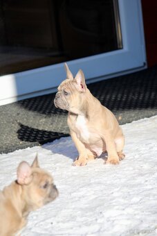 Französischen Bulldoggen Welpen mit Stammbaum - 6