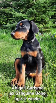 Doberman puppies with FCI pedigree - 6