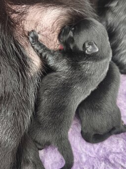 Schipperke - 6