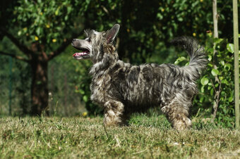 chinese crested dog - hairless - FCI - 6
