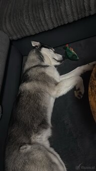 Sibirischer Husky Rüde zu vergeben - 6