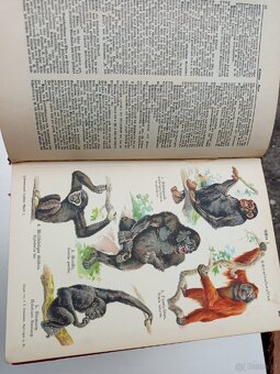 Jedermanns Lexikon – 10 Bände, antiquarisch - 6