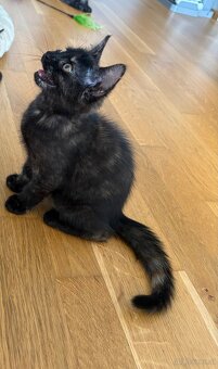 🐾 Aurelia sucht ihr Für-immer-Zuhause 🐾 - 6
