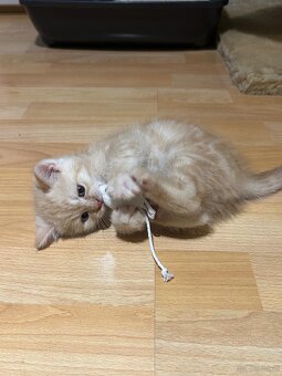 BKH Kittens Reinrassig - 6