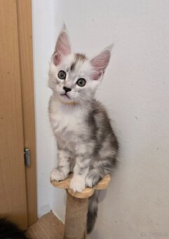 Wunderschöne Maine Coon Kitten zu vergeben - 6