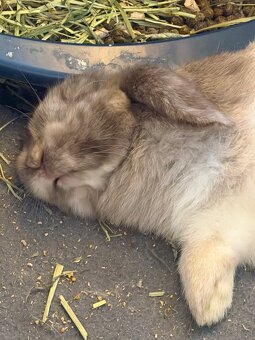 Mini lop Hasen - 6