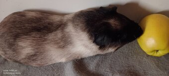 Cuy - Riesenmeerschweinchen - 6