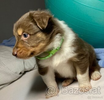 Australian shepherd welpen - 6