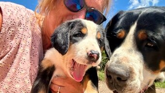 Großer Schweizer Sennenhund puppies - 6