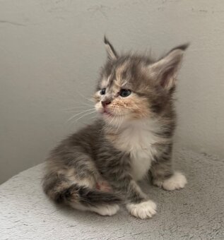 Maincoon - 6