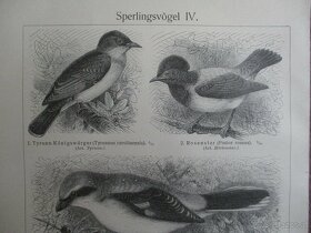 Sperlingsvögel histoischer Druck, Holzstich, ca. 1905 - 6