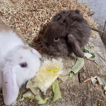 Minilop Häschen - 6