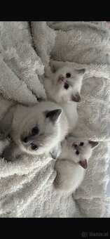 BKH-Kitten Colorpoint - 6