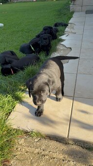 Reinrassig Labrador Welpen - 6
