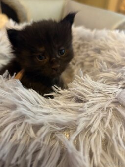Maine Coon Kitten - 6