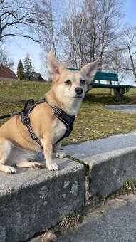 Hund zu verschenken - 6