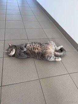 Britischmix Katze - 6