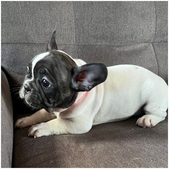 Französische Bulldoggen Welpen (Blue) suchen ein Zuhausegesu - 6