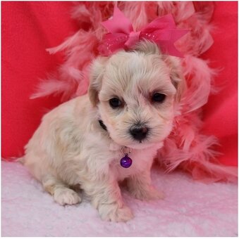 Maltipoo Welpen suchen liebevolles Zuhause - 6