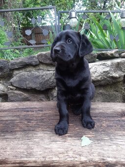 Süße Labrador Welpen mit Papieren - 6