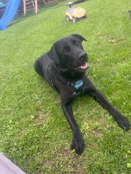 Labrador Mix hündin sucht ein neues Zuhause - 6