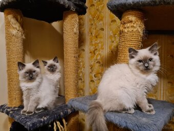 PRODÁM KOŤÁTKA RAGDOLL IHNED K ODBĚRU - 6