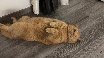 2 liebevolle Katzen suchen ein neues Zuhause 🐾 - 6