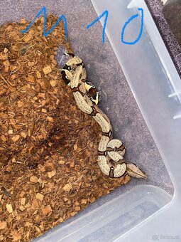 Boa constrictor Constrictor surinam - 6