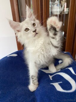 Wunderschönes Maine Coon Käterchen mit Stammbaum - 6