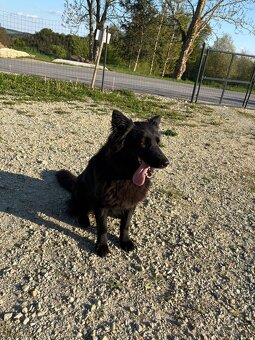 Alt Deutscher Schäferhund - 6