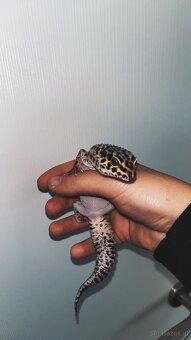 Leopardengecko Weiblich Giant und Normal - 6