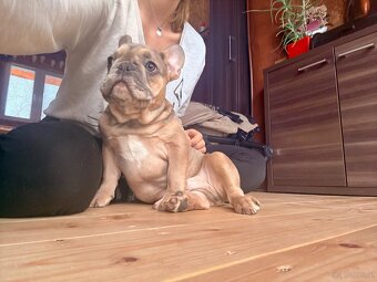 Französische Bulldogge mit Stammbaum - 6