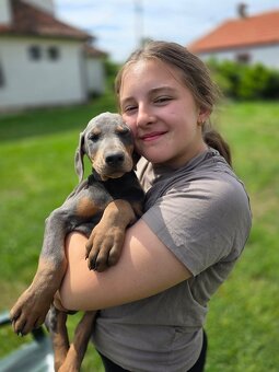 BLAUE DOBERMANN-WELPEN MIT FCI-PAPIEREN - 6