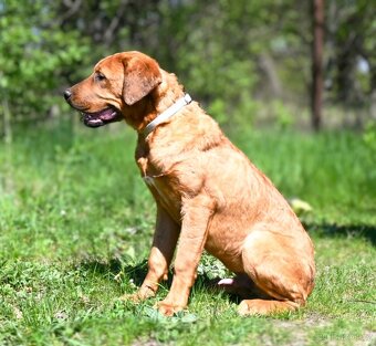 Tosa Inu pedigree FCI - 6
