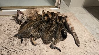 Bengal Katze - 6