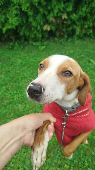 Für alle, die einem Hund ein liebevolles Zuhause schenken mö - 6