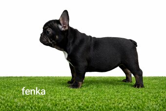 Französischen Bulldog - 6