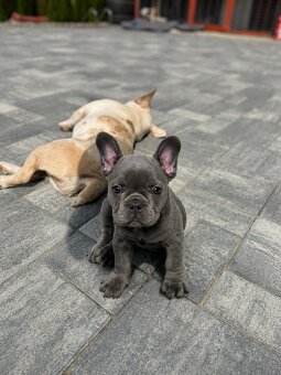 Französischen Buldogge Hündin mit Stammbaum - 6