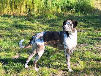Louisiana Leopard Dog mit Stammbaum - 6