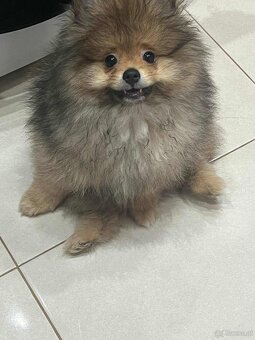 Pomeranian - 6
