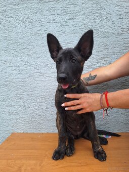 Holländischer Schäferhund - 6