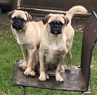 Mops Welpen - 6