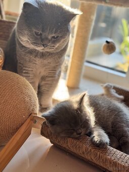 BKH und BLH Kitten - 6