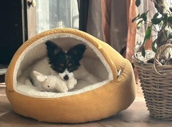 Papillion, kontinentaler Zwergspaniel  - Welpen - 6