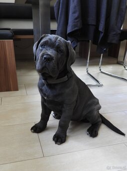Reinrassige Cane Corso Welpen - 6