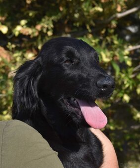 🐾 Flat Coated Retriever Welpen - 6