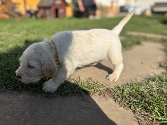 Spinone italiano - 6