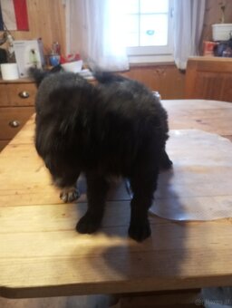 Mischlings Welpen - 6