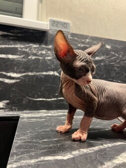 Reservierung Don Sphynx Kätzchen (ohne Stammbaum) - 6