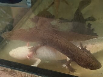 Axolotl mit aquarium - 6